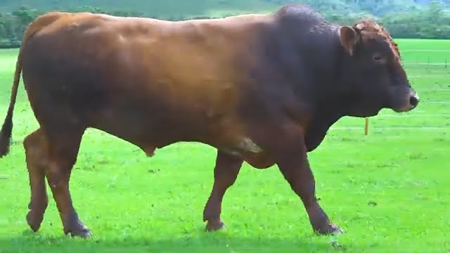 VS--YouTube-LOTE37-NAS0604-1’12”