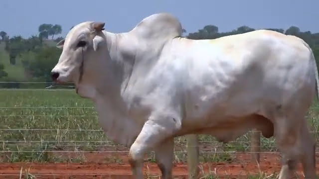 VS--YouTube-LOTE38S204481-0’03”