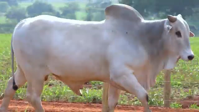 LOTE 41 B20024 1 - LEILÃO CONSCIENTE AGROPECUÁRIA 2023