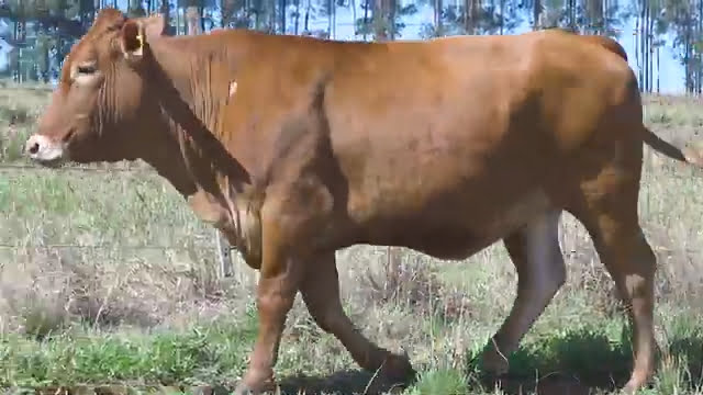 VS--YouTube-LOTE44-GUA0040-0’40”