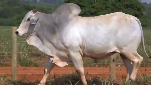 VS--YouTube-LOTE44B202011-0’02”