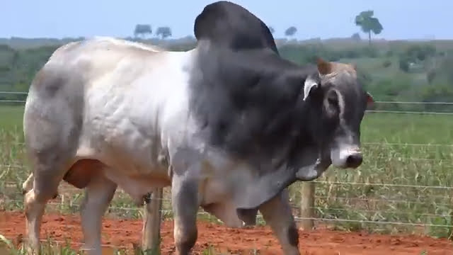 VS--YouTube-LOTE46B205401-0’01”