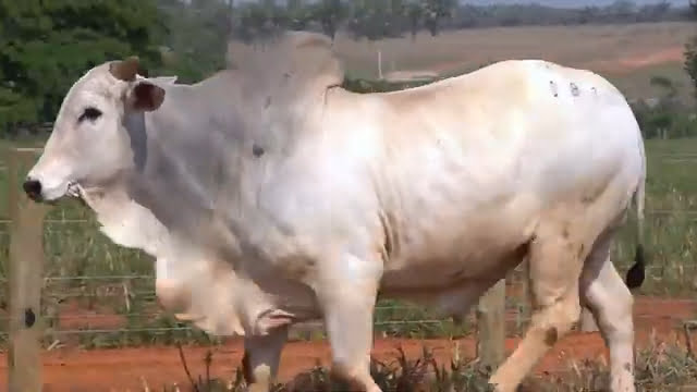 VS--YouTube-LOTE53B200811-0’01”