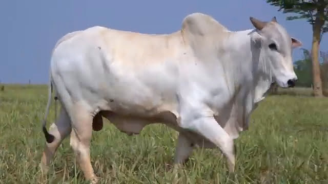 VS--YouTube-LOTE60B202641-0’02”