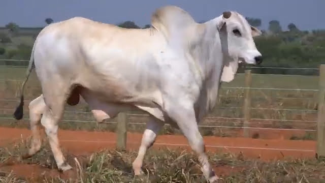 VS--YouTube-LOTE62B202871-0’01”