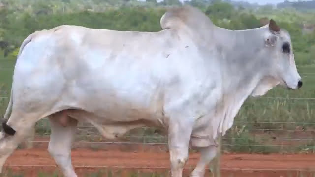 LOTE 73 S20520 1 - LEILÃO CONSCIENTE AGROPECUÁRIA 2023