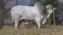 VS--YouTube-lote021211080p-0’15”