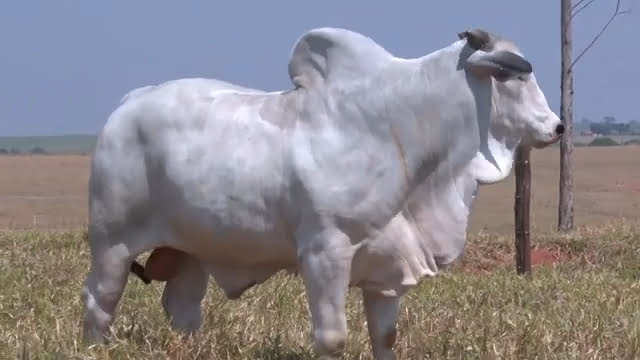 lote 04 209 - LEILÃO ZANCANER 2023