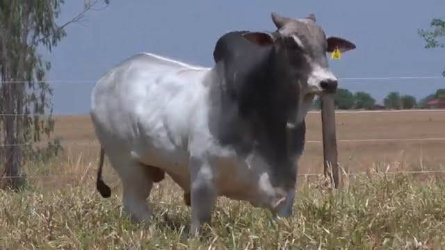 VS--YouTube-lote052441080p-0’03”