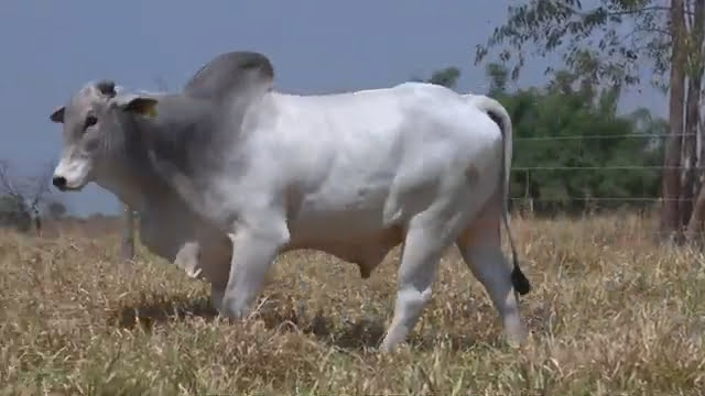 lote 08 469 - LEILÃO ZANCANER 2023