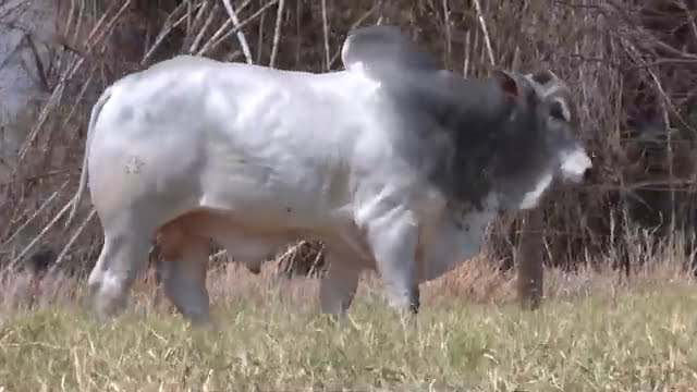 VS--YouTube-lote094071080p-0’07”