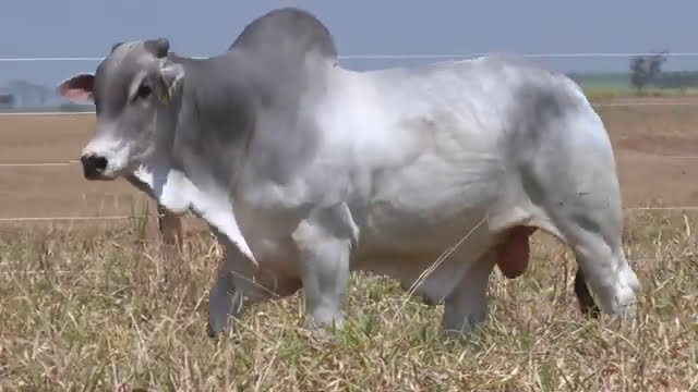 VS--YouTube-lote100781080p-0’00”