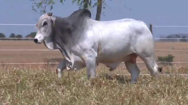 VS--YouTube-lote124671080p-0’01”