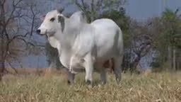 VS--YouTube-lote210791080p-0’18”