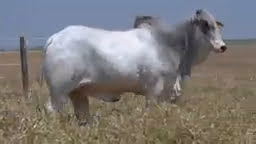 VS--YouTube-lote223651080p-0’03”