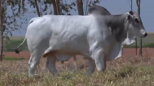 VS--YouTube-lote261791080p-0’01”