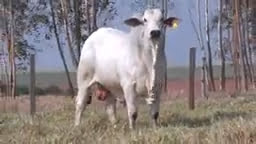 VS--YouTube-lote293741080p-0’03”