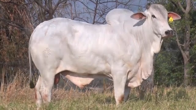lote 32 170 - LEILÃO ZANCANER 2023