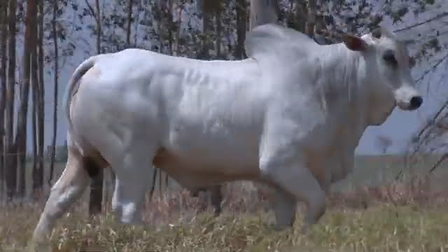 VS--YouTube-lote355021080p-0’01”