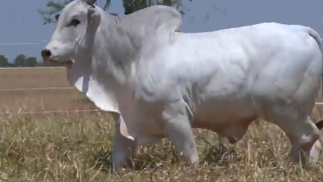 VS--YouTube-lote503901080pCpia-0’01”