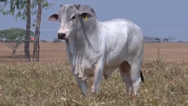 VS--YouTube-lote531251080p-0’01”