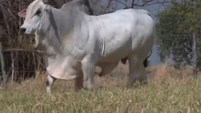 VS--YouTube-lote622921080p-0’05”