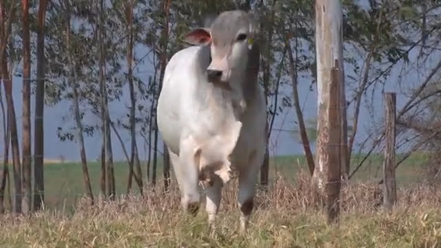 VS--YouTube-lote685011080p-0’10”