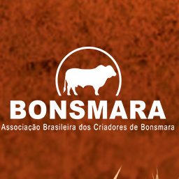 ABCB Bonsmara