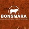 ABCB Bonsmara