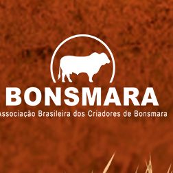 ABCB Bonsmara