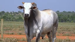 VS--YouTube-lote08s202721080p-0’01”