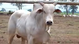 VS--YouTube-lote43b201651080p-0’05”