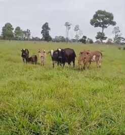 Gado de leite