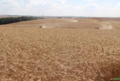 Trgo de Qualidade para Alimentação Animal e Industrial – Kg