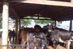 Vermífugo e Carrapaticida Natural 100% Fitoterápico (Neem e Alho) para Bovinos, Equinos, Ovinos e Caprinos