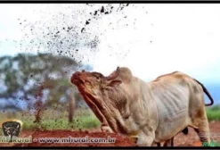 Suplemento Veterinário Anabolic – Acelerador de Crescimento e Ganho de Peso