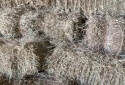 Feno Tifton 85 Tipo B – Fardo 10 a 12 kg para Equinos e Nutrição Animal