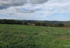 Fazenda de Dupla Aptidão em Bela Vista – MS