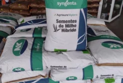 Semente de Milho Híbrido Transgênico Feroz Syngenta Vip3 – Saca 19kg (60.000 Sementes)