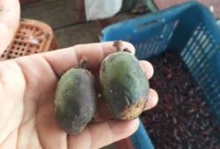 Sementes de Cumarú para Plantio (Unidade) - Itacoatiara/AM