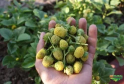 400 Sementes de Jambu do Pará - Hortaliça Afrodisíaca com Frete Grátis