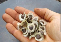 Sementes de Moringa Oleifera 99% de Germinação para Plantio e Forragem