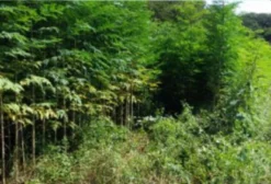Sementes de Moringa Oleífera para Alimentação Animal e Humana - Rio do Pires/BA