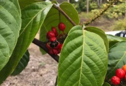 Guaraná em Pó 100% Puro Tipo Exportação e Cravo em Flor – Atacado