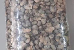 Sementes de Amburana (Umburana) para Plantio – Preço por Quilo