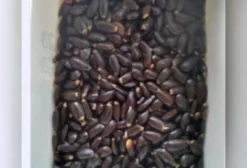 Sementes de Graviola Gigante Morata Morada - Lote com 1000 Sementes Frescas