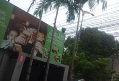 Lote de 3 Palmeiras Adultas (Areca-de-Locuba) - 4 a 5 metros - Fortaleza/CE