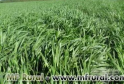 Sementes de Brachiaria Brizantha BRS Piatã (Braquiarão Melhorado) - Gramínea Forrageira