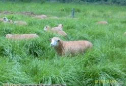 Sementes Incrustadas de Capim Massai Panicum Maximum para Pastagem de Equinos, Ovinos, Caprinos e Bovinos