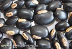 Sementes de Mucuna Preta para Adubo Verde - Alta Rusticidade e Fixação de Nitrogênio
